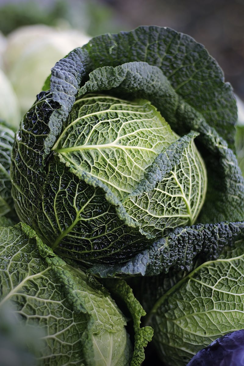 Healthy Nutrition